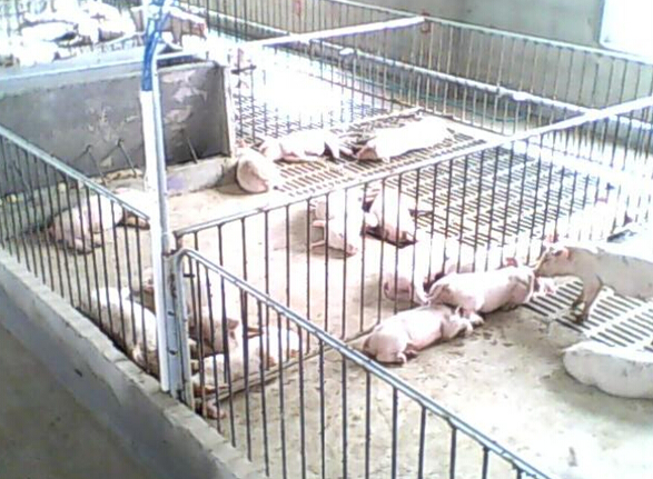 91影视看片APP下载集團發熱電纜用於養殖場保溫室采暖安裝示意圖(圖3)